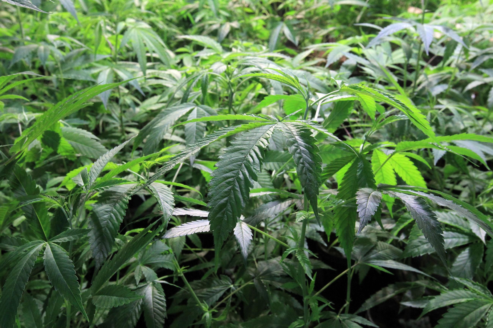 Una plantación de marihuana