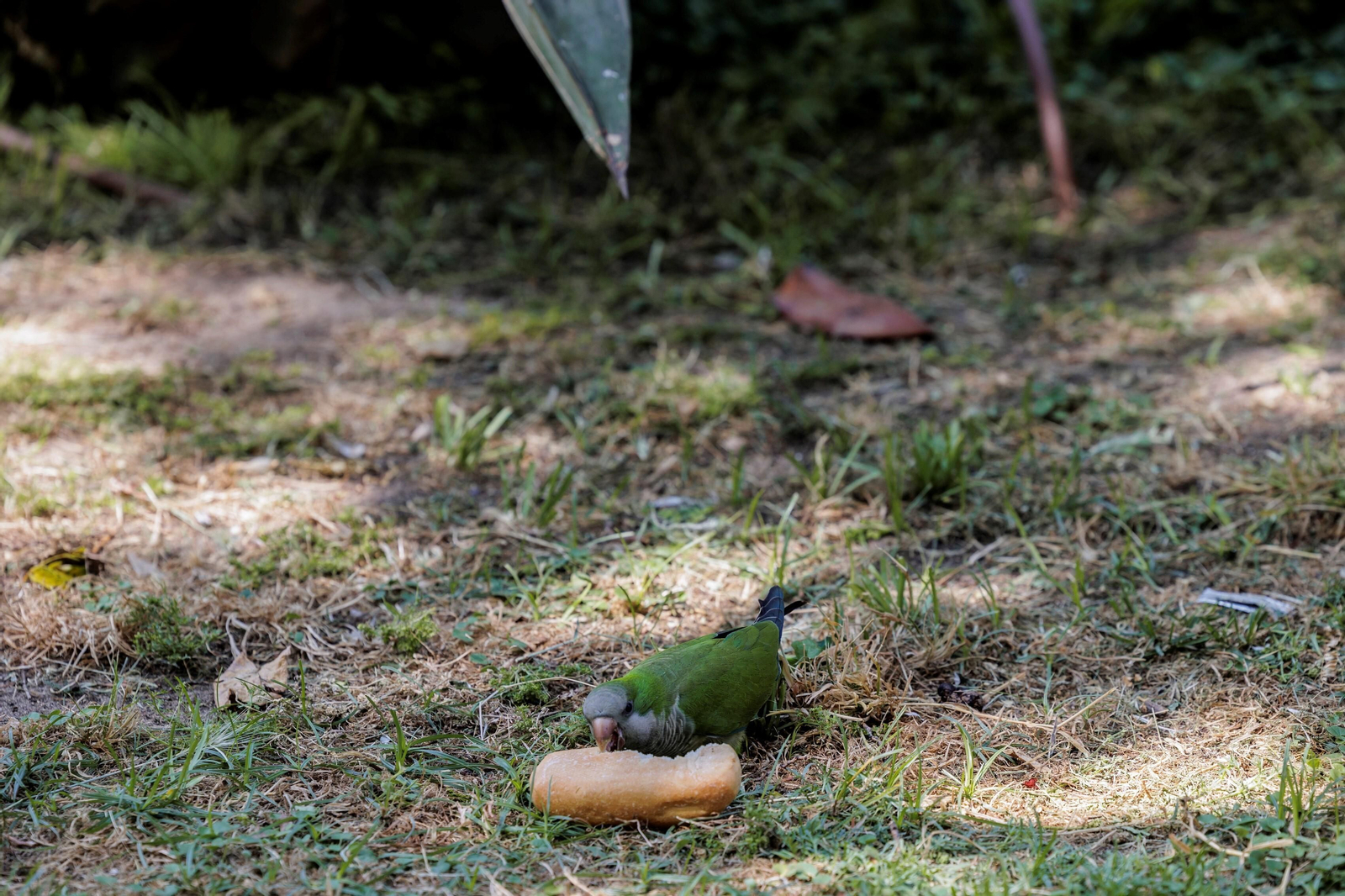 Las zonas verdes menos verdes de la ciudad de Cádiz