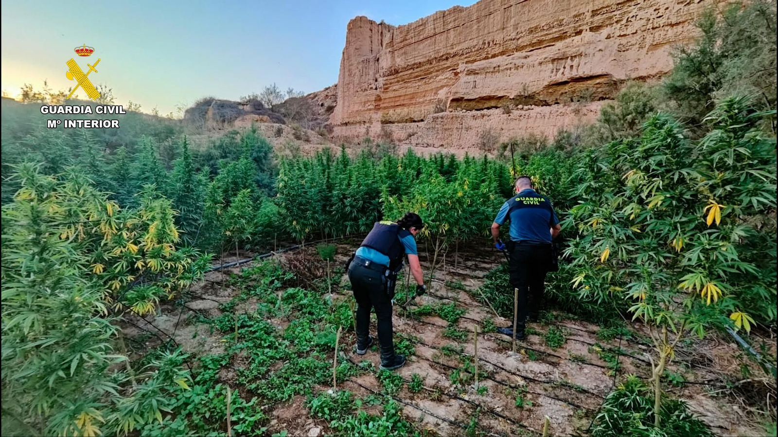 Parte de las plantaciones descubiertas en El Ejido por la Guardia Civil.