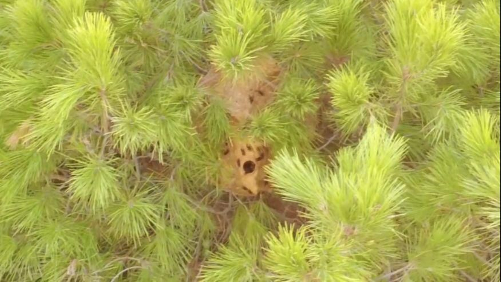 Nido de avispas velutinas en Pinos de Alhaurín, Alhaurín de la Torre.