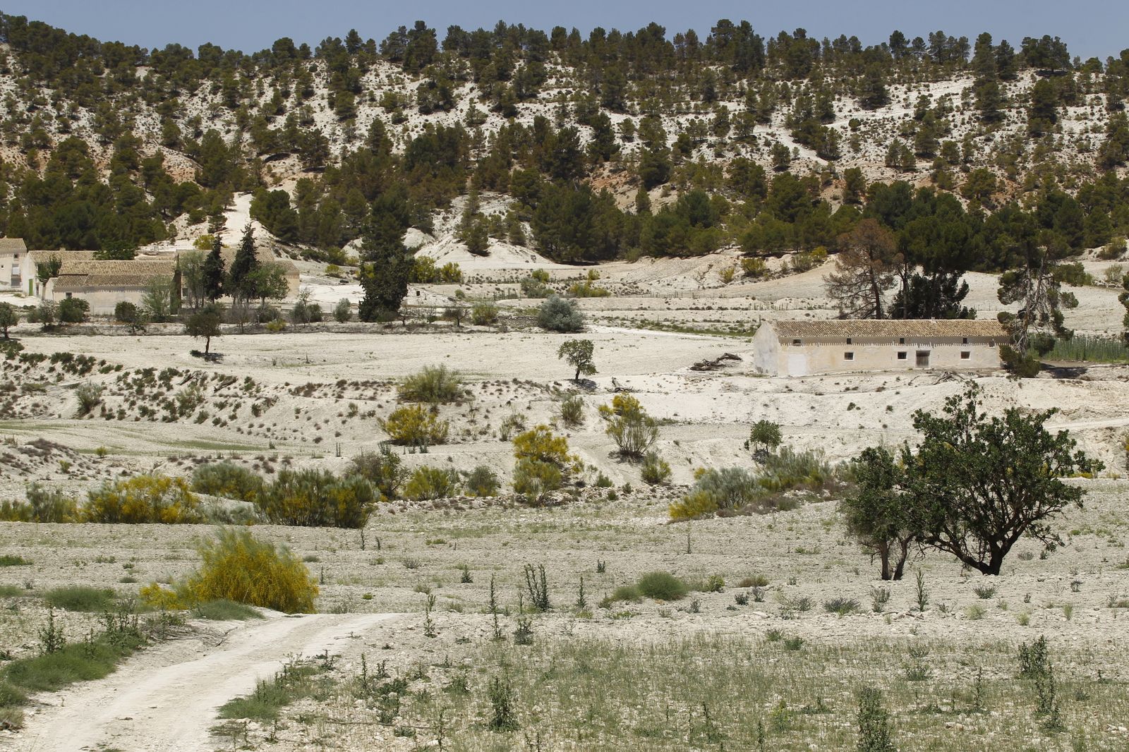 Imágenes de la sequía que golpea con dureza la producción de cereal en Los Vélez