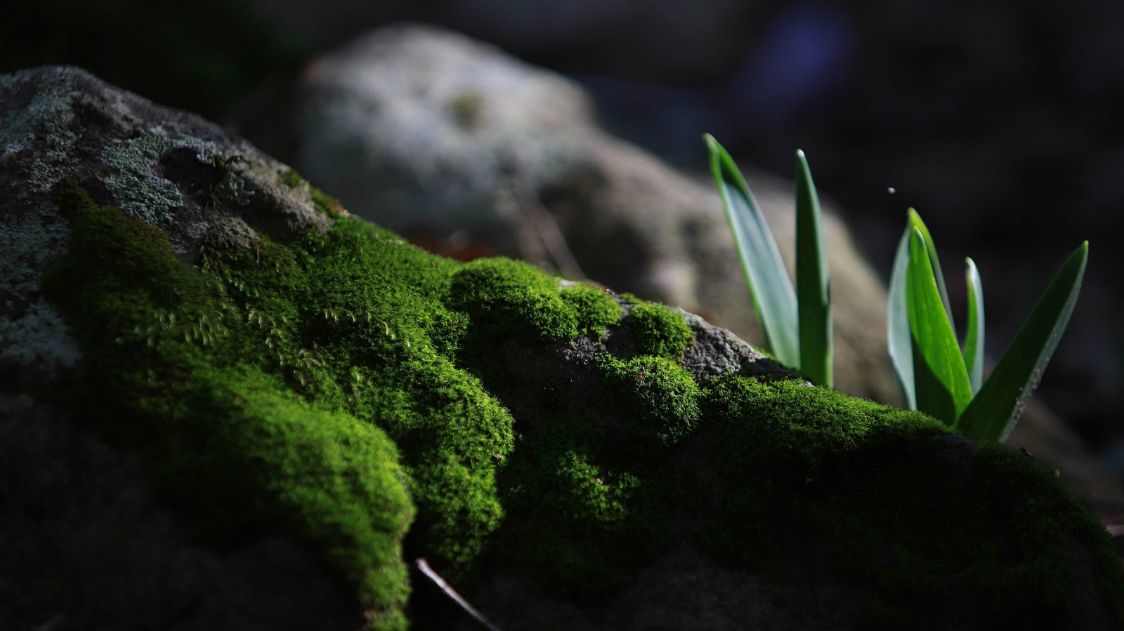 Las mejores fotos del Tajo de las Escobas
