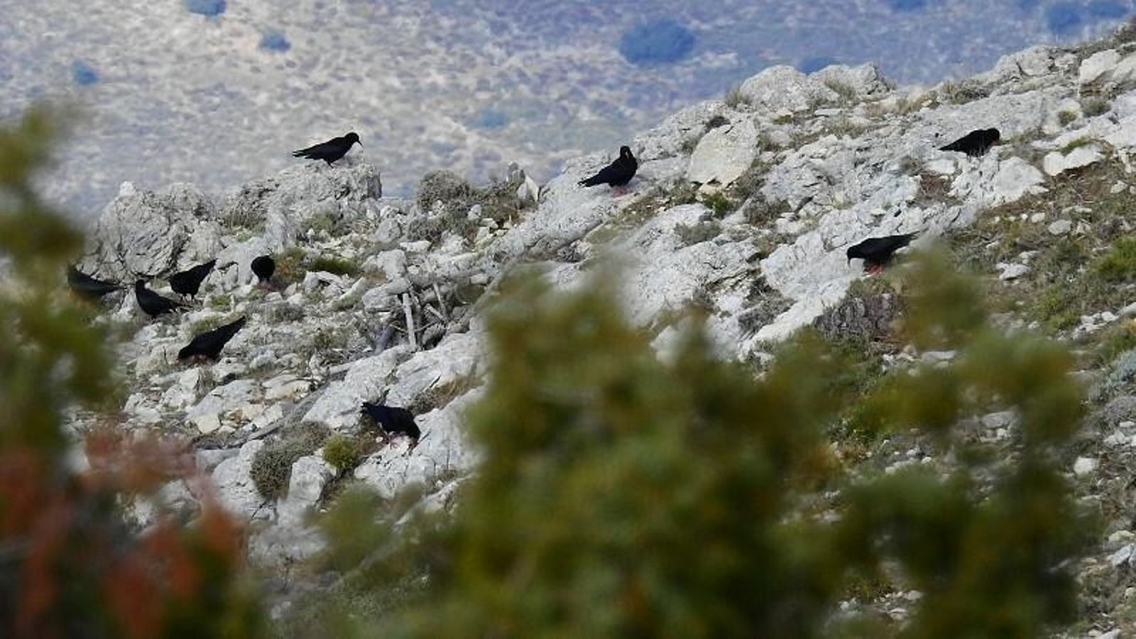 Sierra Tejeda es un lugar fantástico para la observación de aves. Sierra Tejeda es un lugar fantástico para la observación de aves.