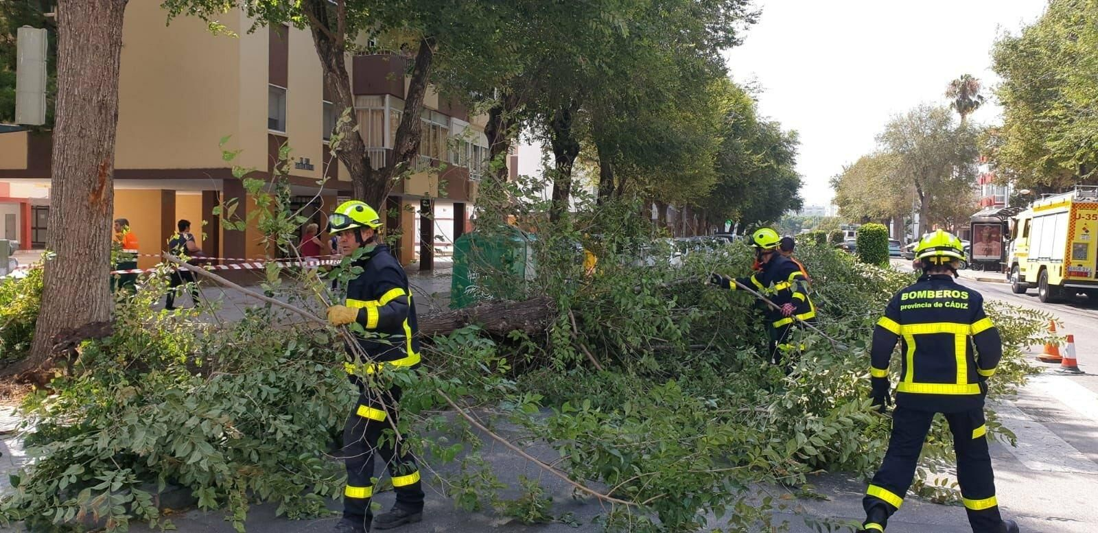 Actuación de los bomberos por la caída de un árbol de grandes dimensiones en la Avenida Guadalquivir.