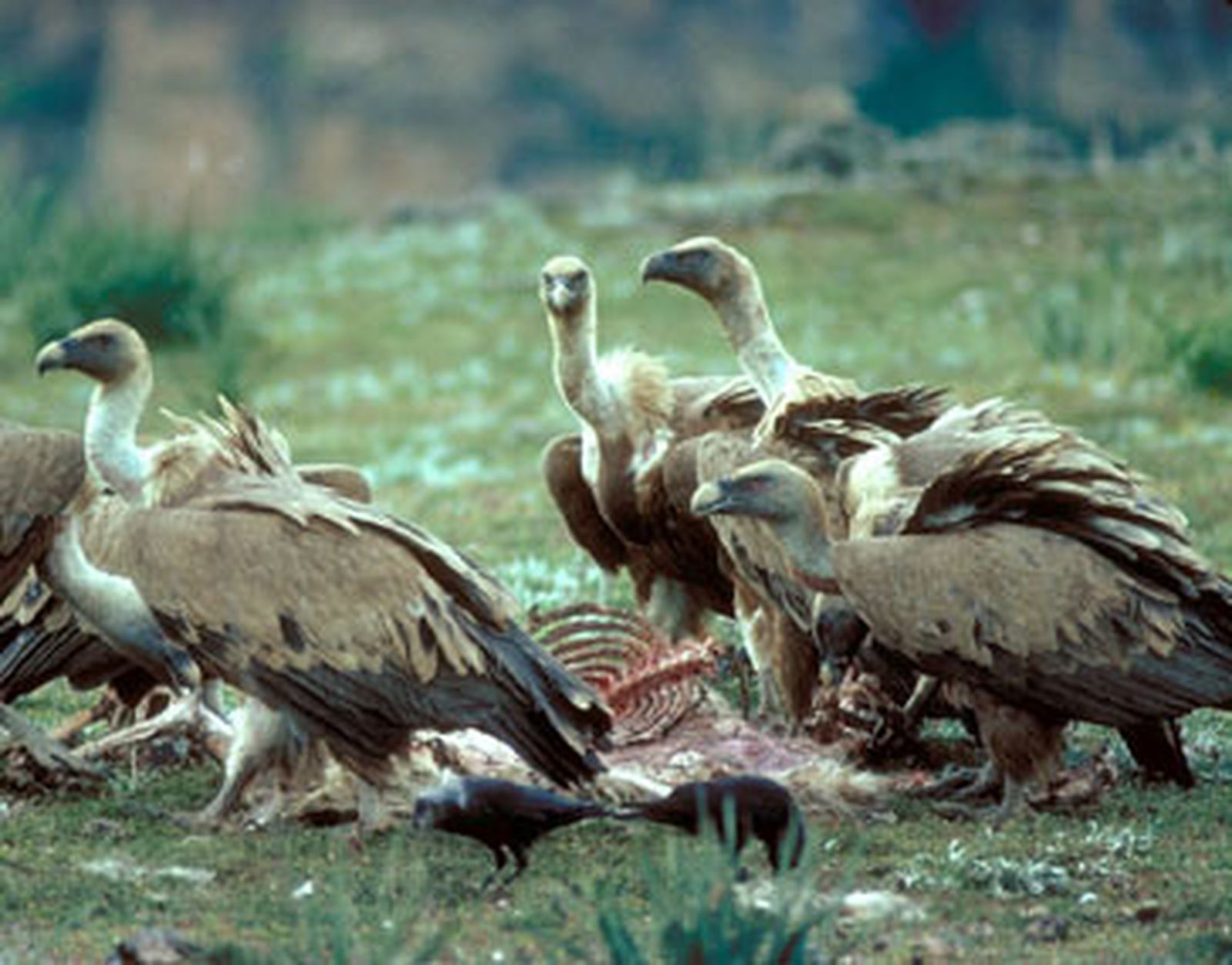 Córdoba registra un incremento de milanos, avutardas y buitres