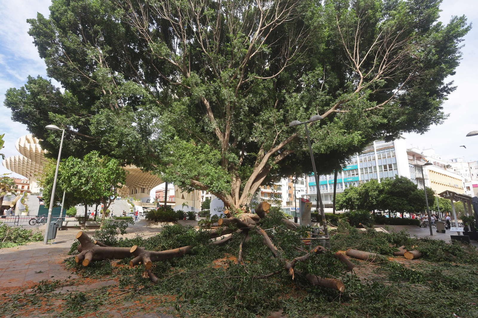 Se cae un árbol en la Encarnación