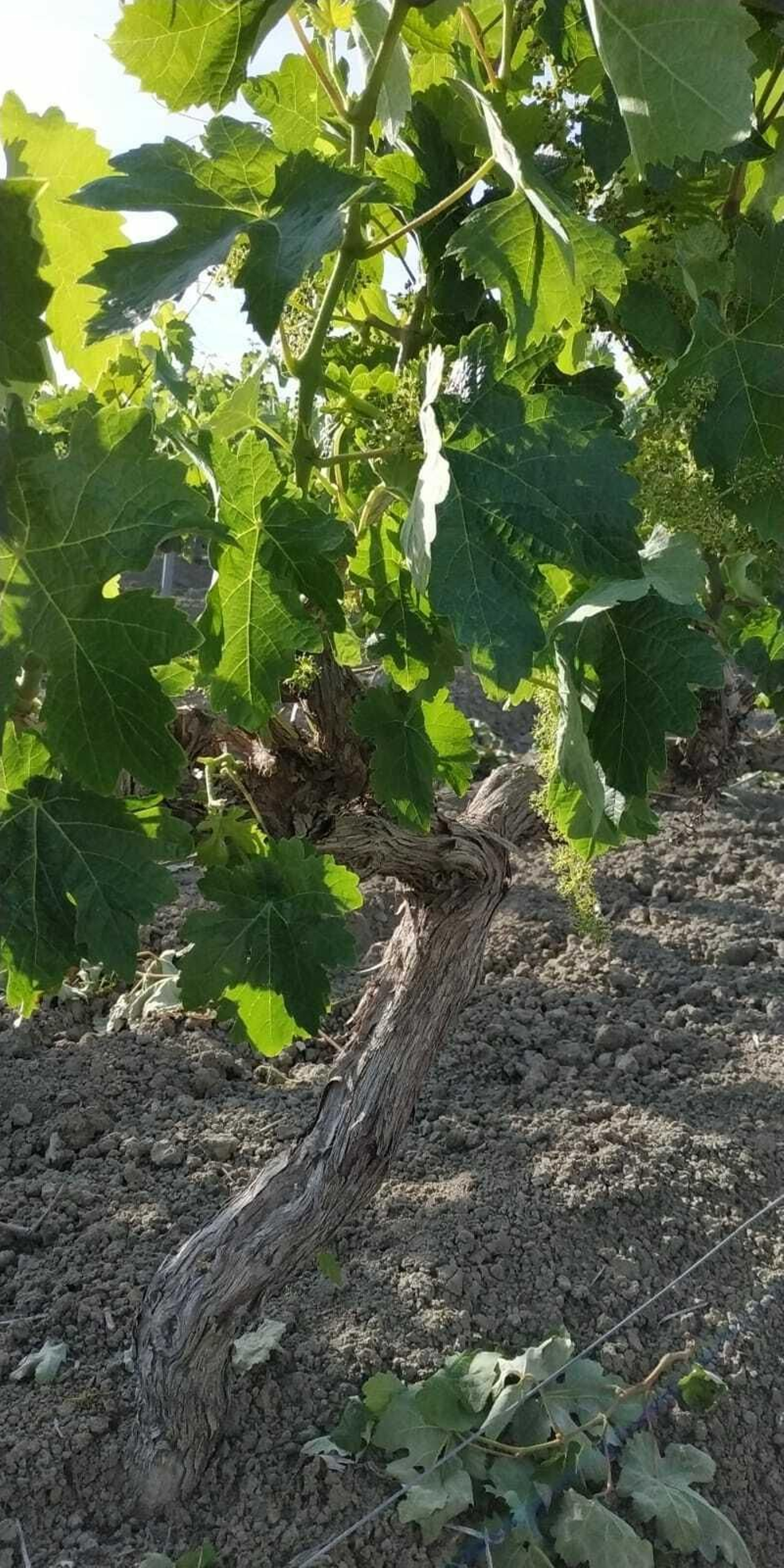 Tercer día de Feria