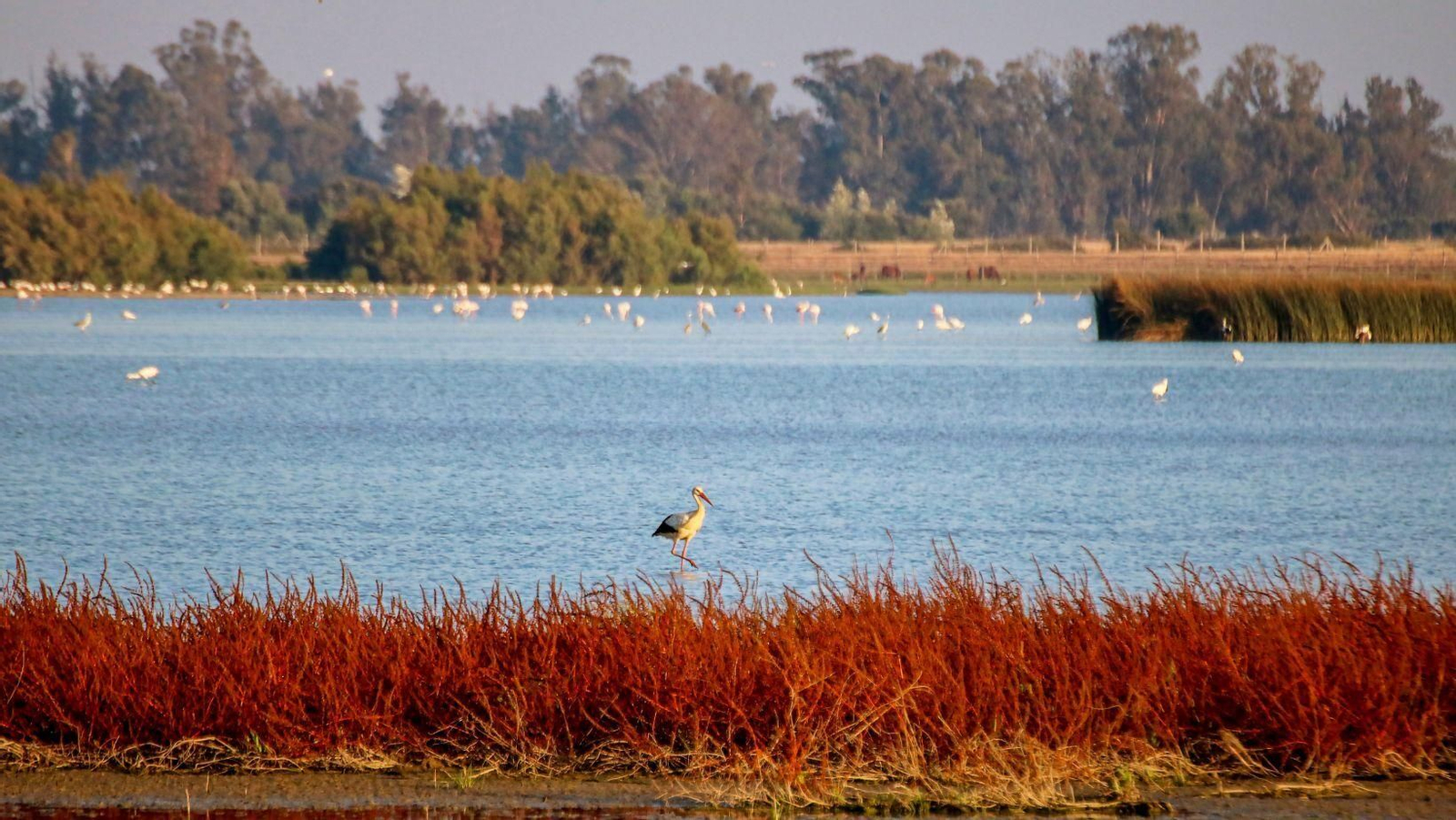 Este paisaje de Huelva, uno de los más bonitos de España para disfrutar los colores de la primavera