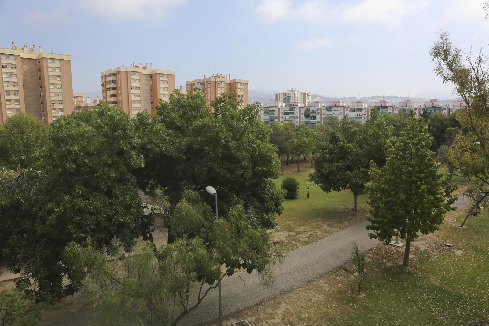 Grupo monumental de pinos carrascos que forman parte del extenso jardín de los terrenos de la Diputación en pleno barrio de Miraflores de los Ángeles.