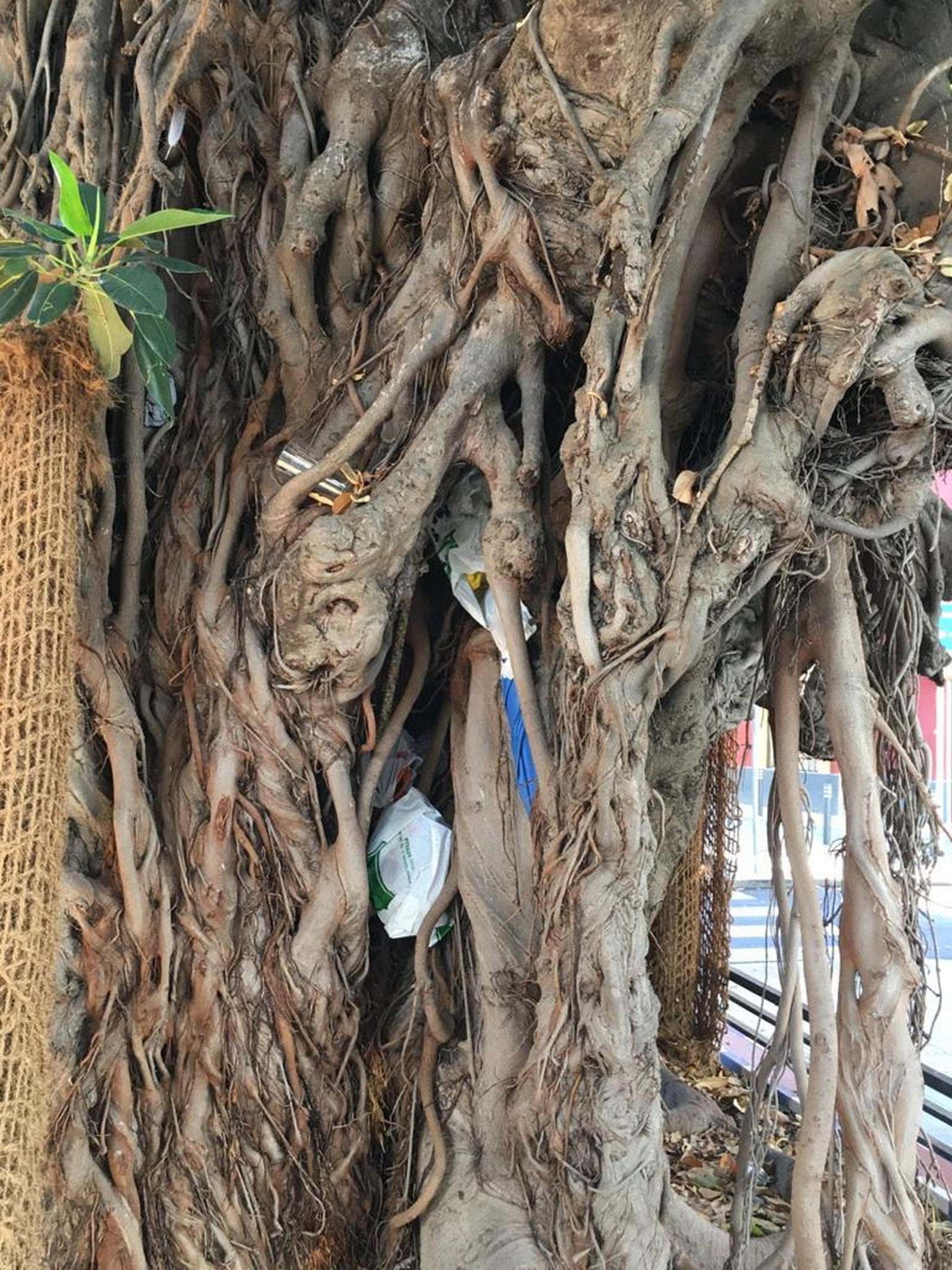 El trono del ficus usado como armario de los indigentes