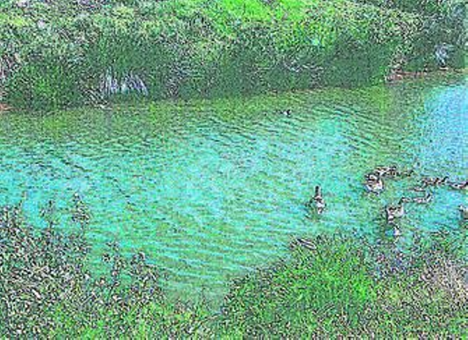 Varias aves en el lago del parque.