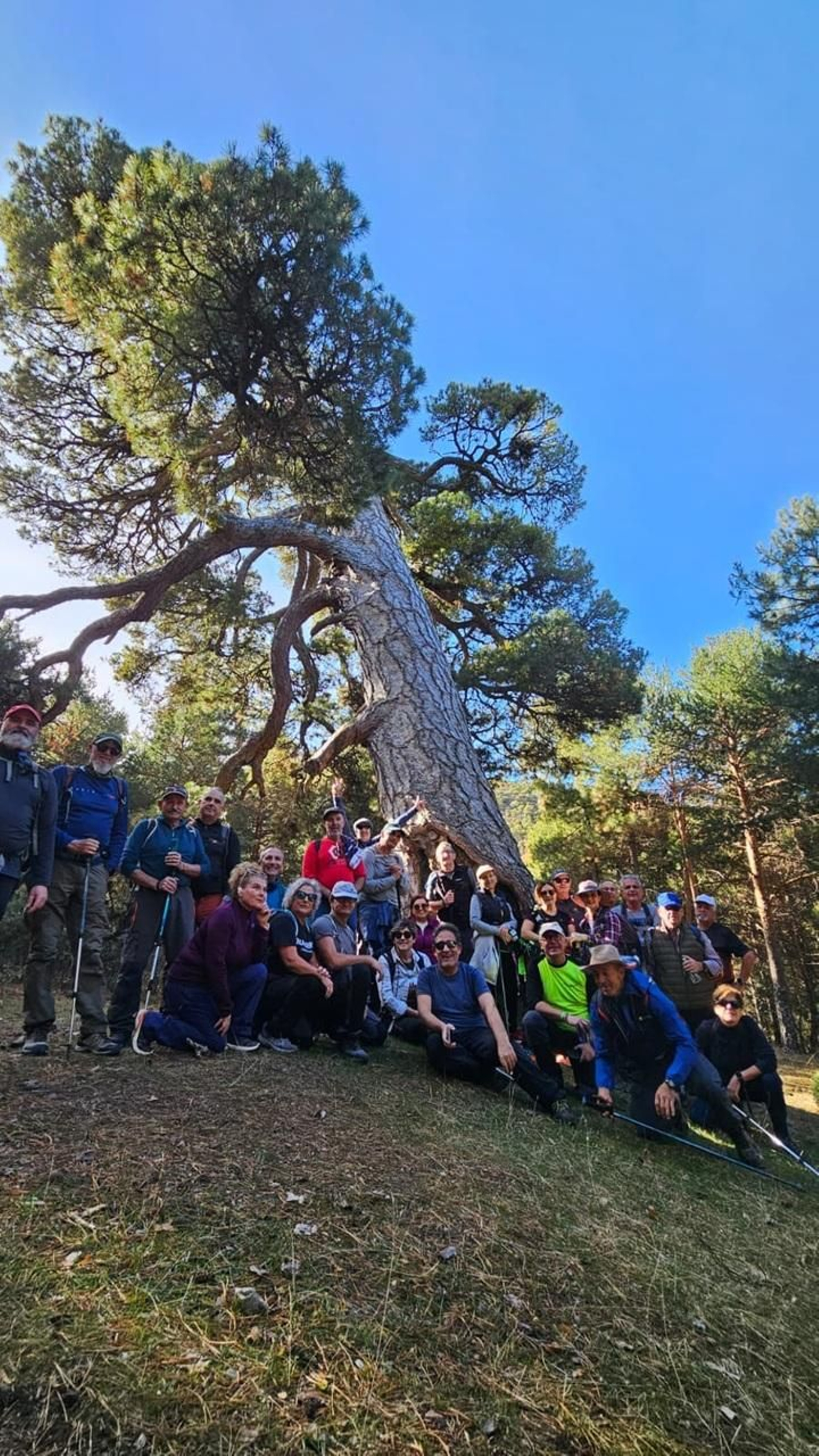 Senderistas junto al Pino de la Señora.