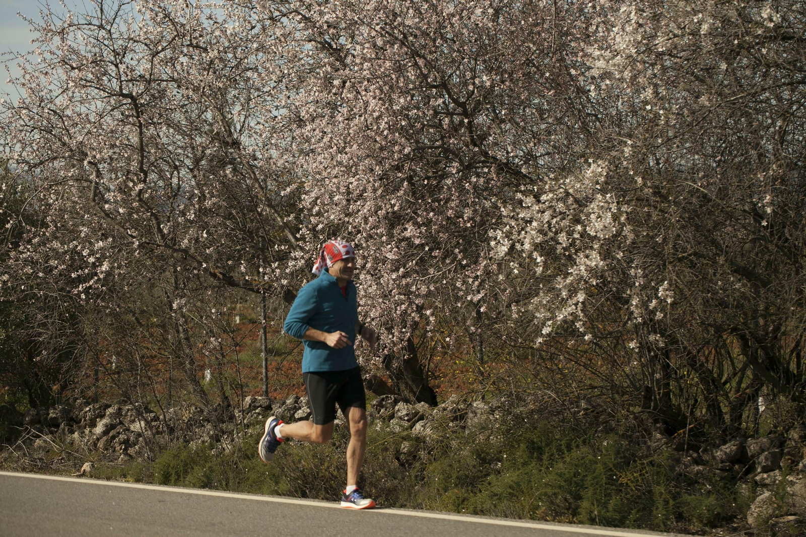 Fotos: los almendros anuncian la primavera