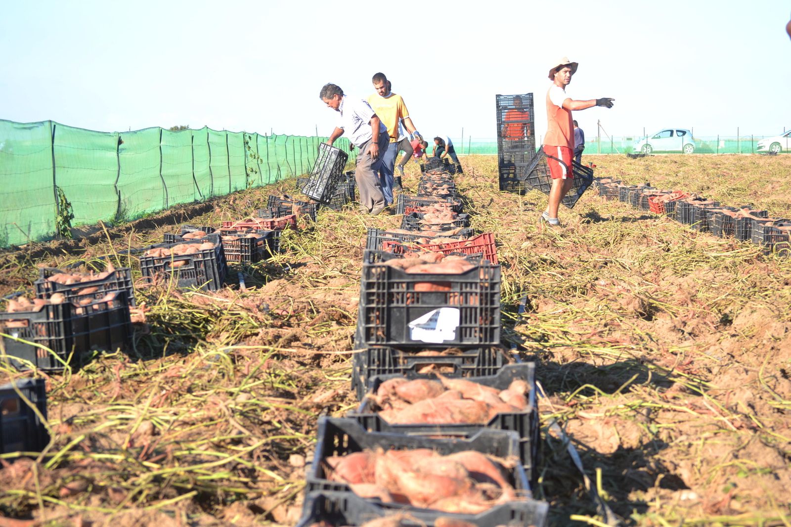Una cuadrilla recoge los boniatos en uno de los campos de Frusana. / Fotos: PFQ
