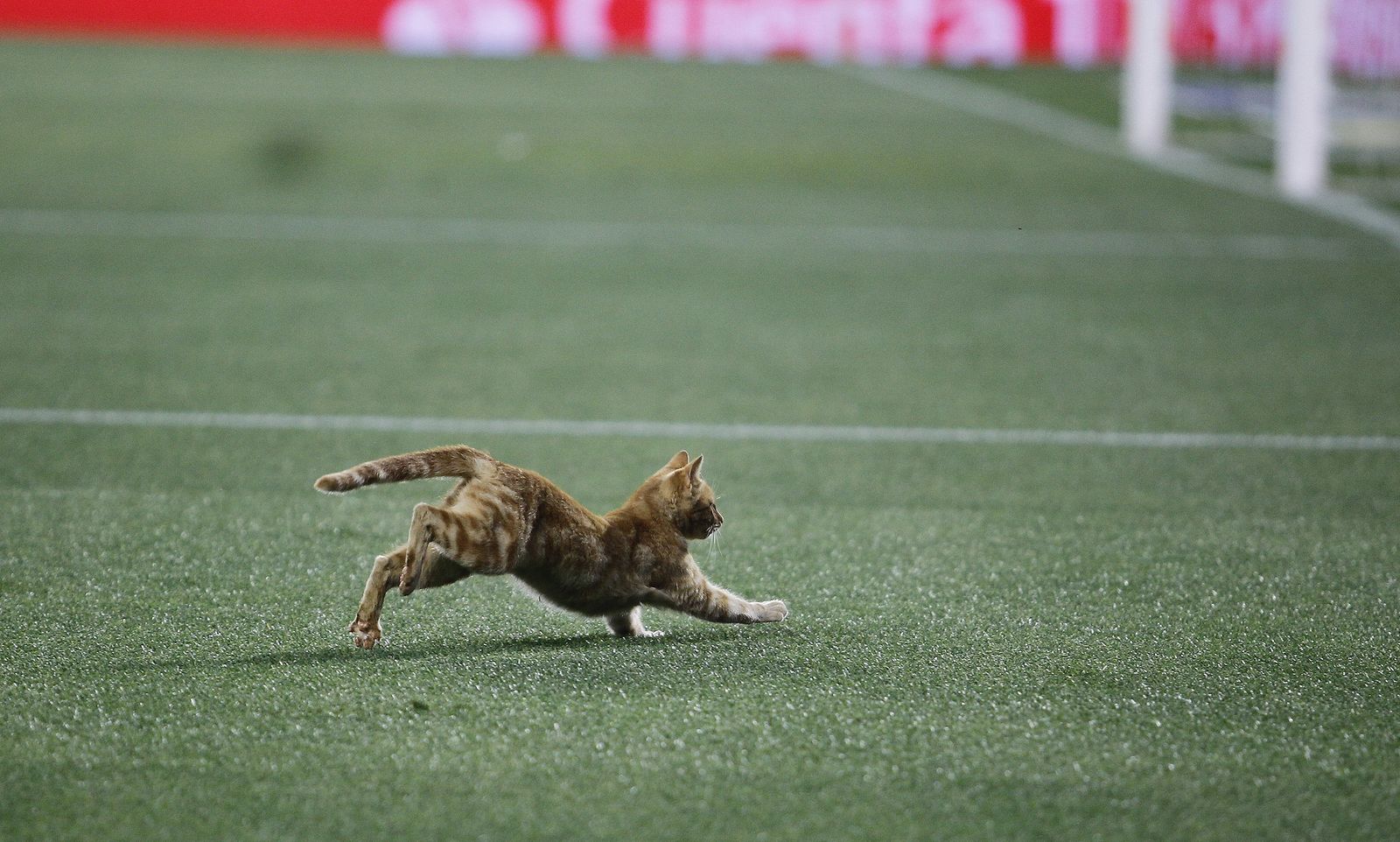 Las imágenes del Betis-Málaga