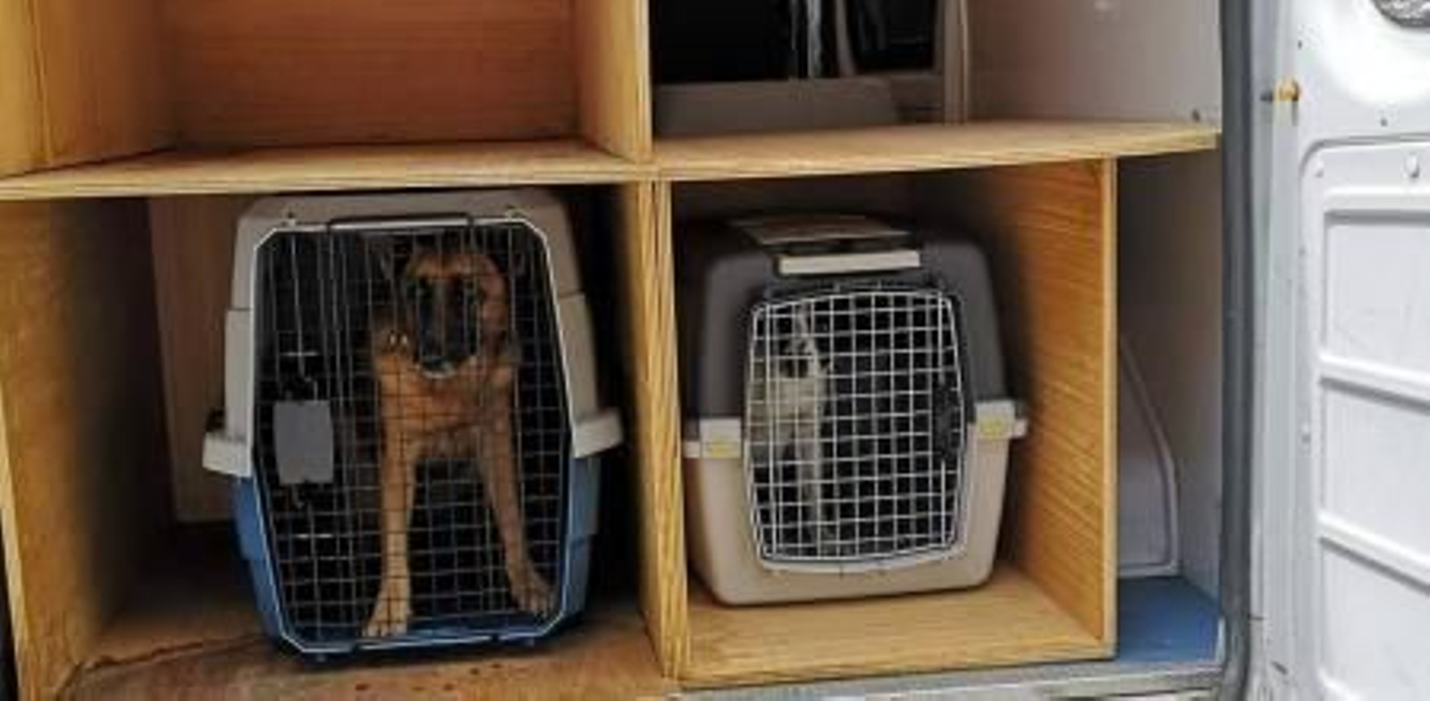 Los veterinarios resaltan el sistema de atención a los animales afectados por la erupción en La Palma