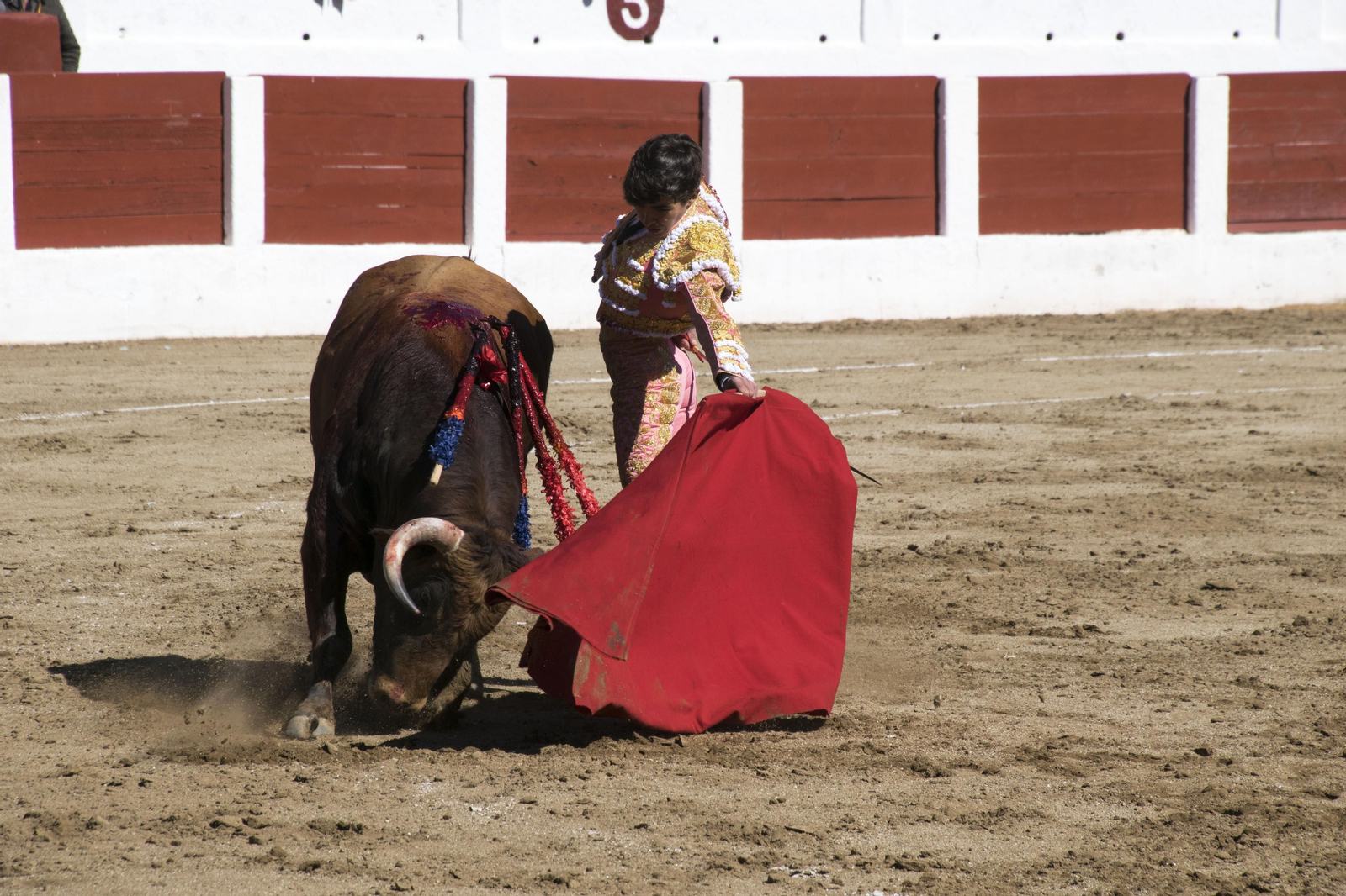 El triunfo del novillero Manuel Román en Linares, en imágenes