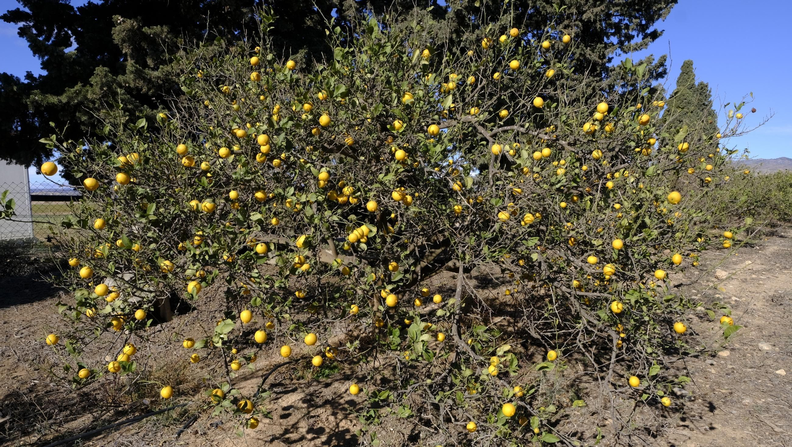 El abandono de cítricos en Huércal Overa, en imágenes