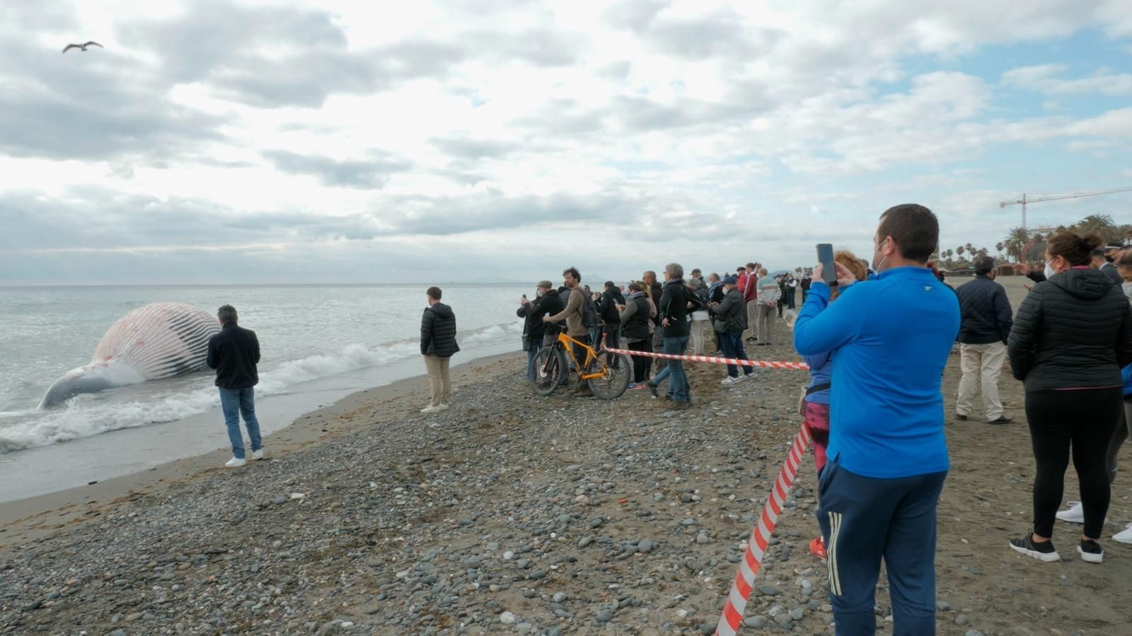 El Ayuntamiento perimitra la zona.