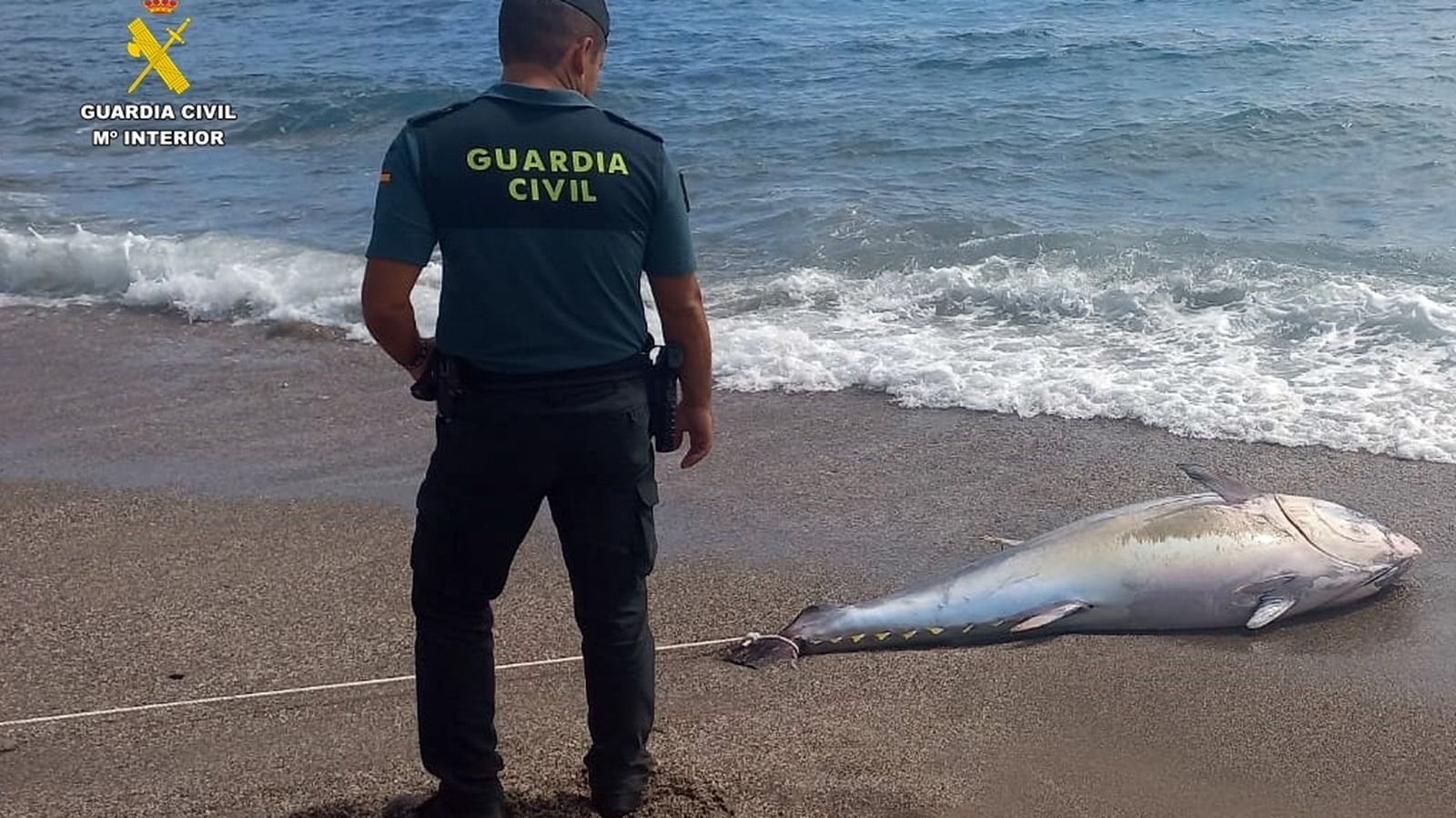 El atún apareció en la playa.