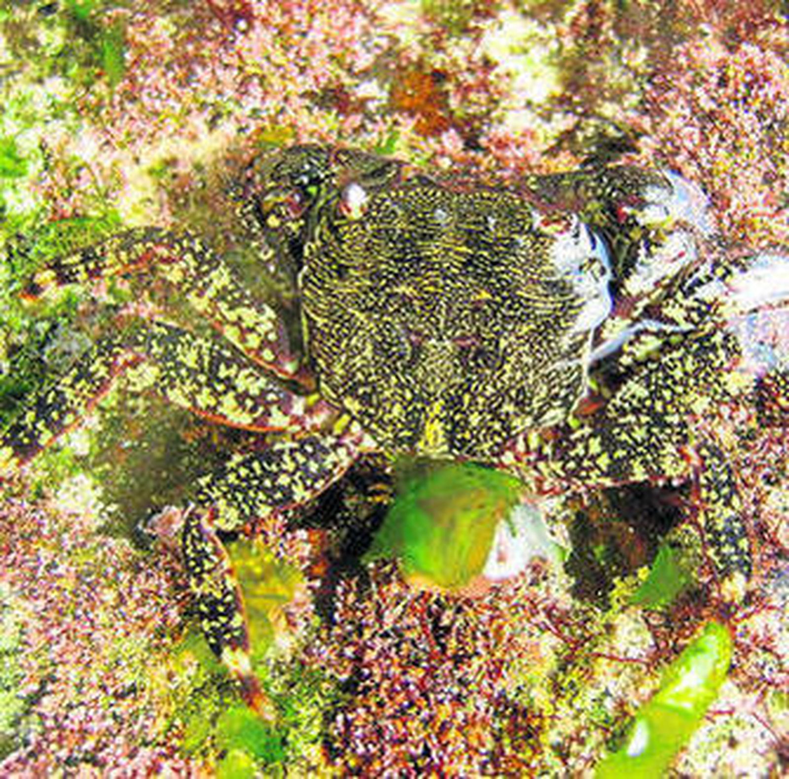 Imagen del ejemplar encontrado por la Consejería de Medio Ambiente.