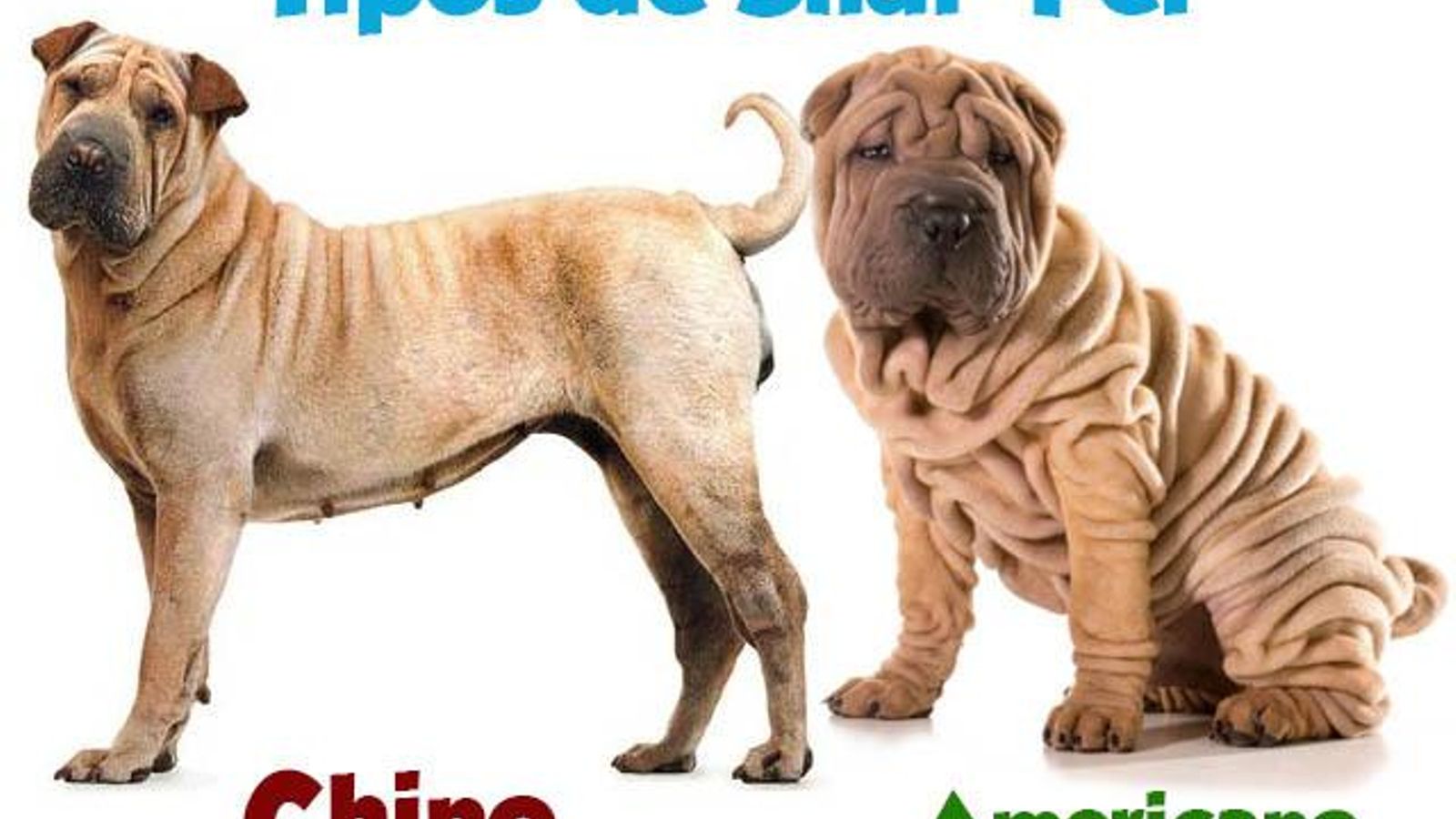 Sharpei