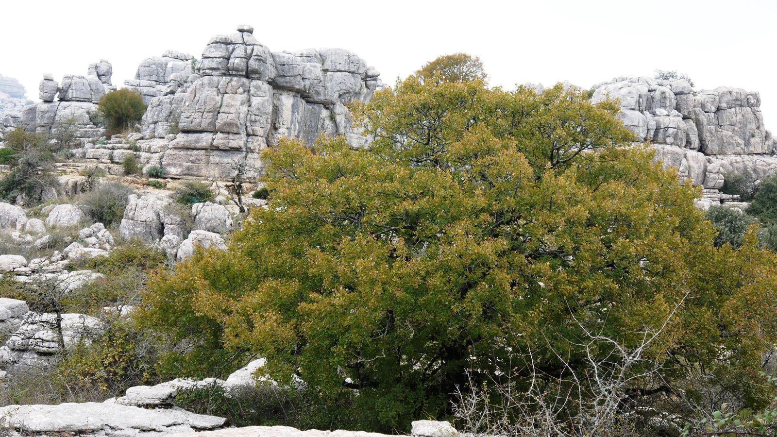 Los contrastes que genera el Arce de Montpellier en el Torcal de Antequera. Los contrastes que genera el Arce de Montpellier en el Torcal de Antequera.