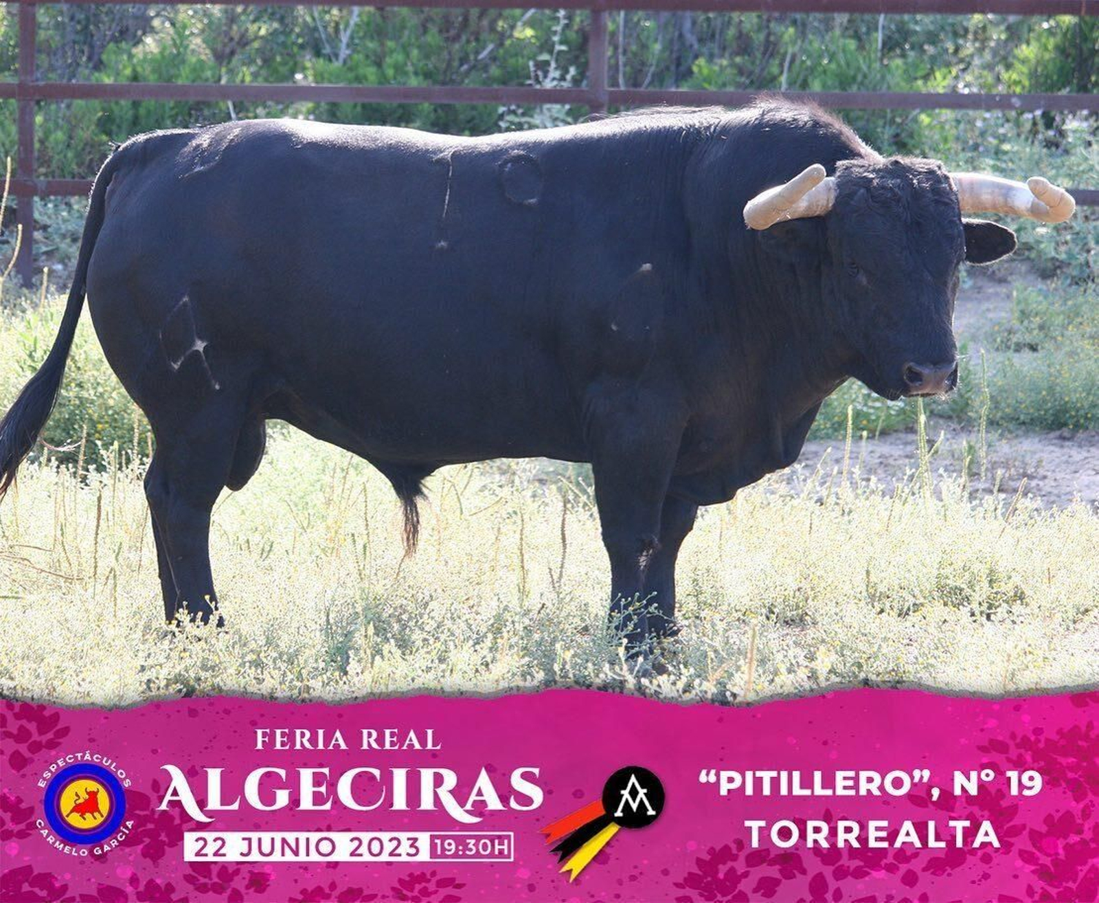 Los toros de Torrealta reseñados para la primera corrida dela  Feria de Algeciras 2023, en imágenes