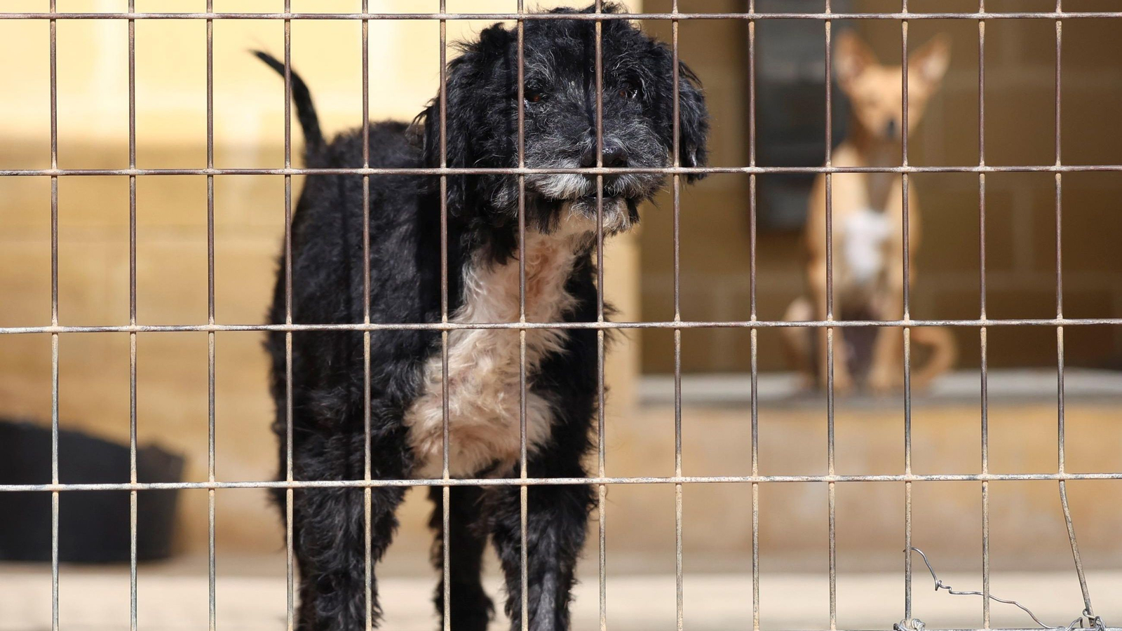 Los perros que buscan familia en la protectora de Animales de Málaga