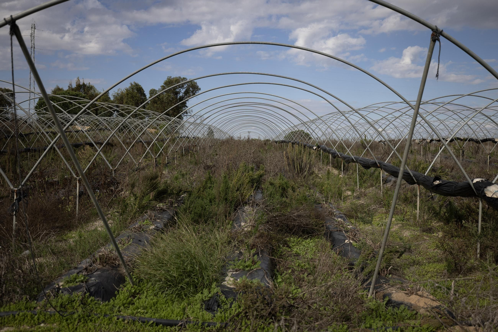Las fotos de los cultivos en Doñana después del acuerdo sobre la regulación de regadios