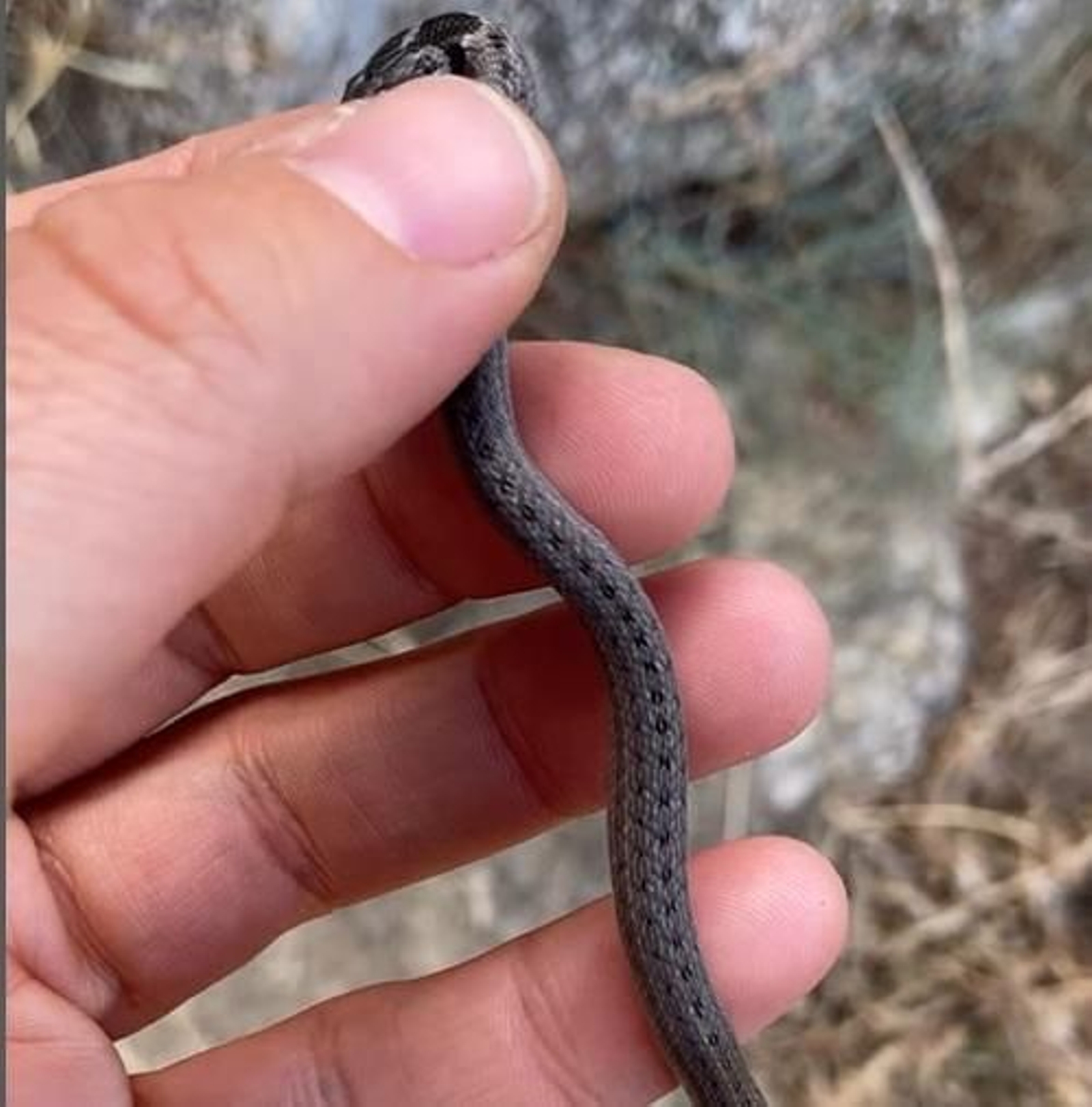 La culebra bebé encontrada en el centro de visitantes del Torcal de Antequera