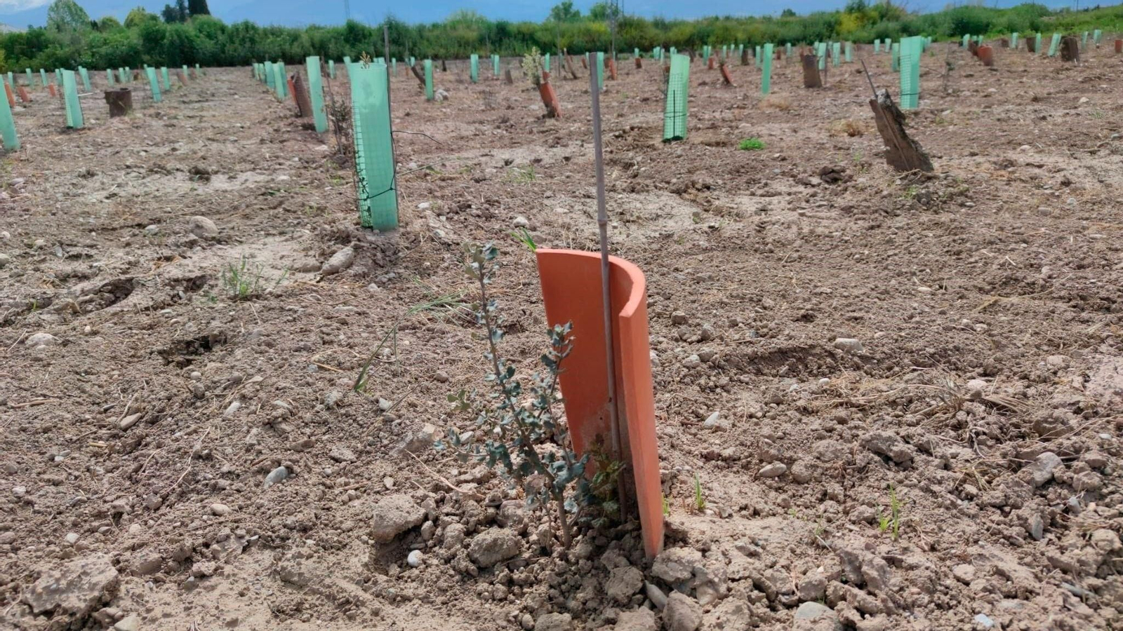Imagen de una plantación de un huerto