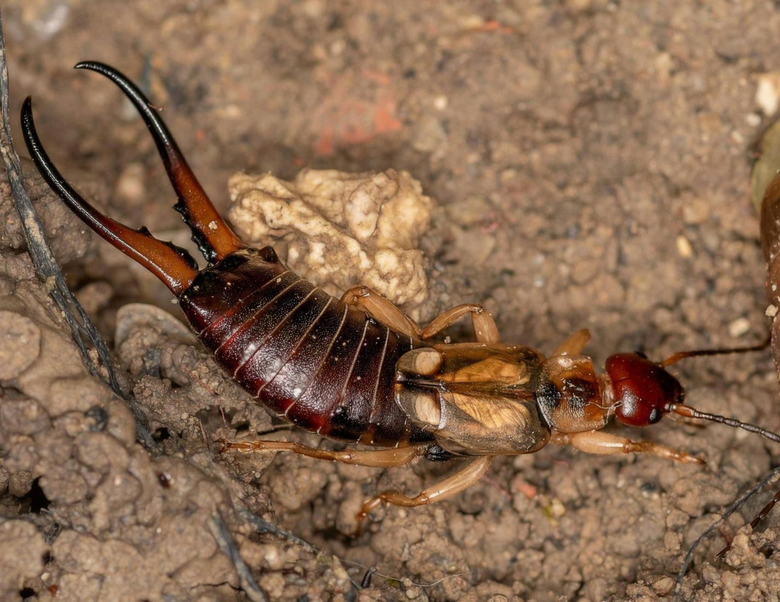 Una imagen de una tijereta.