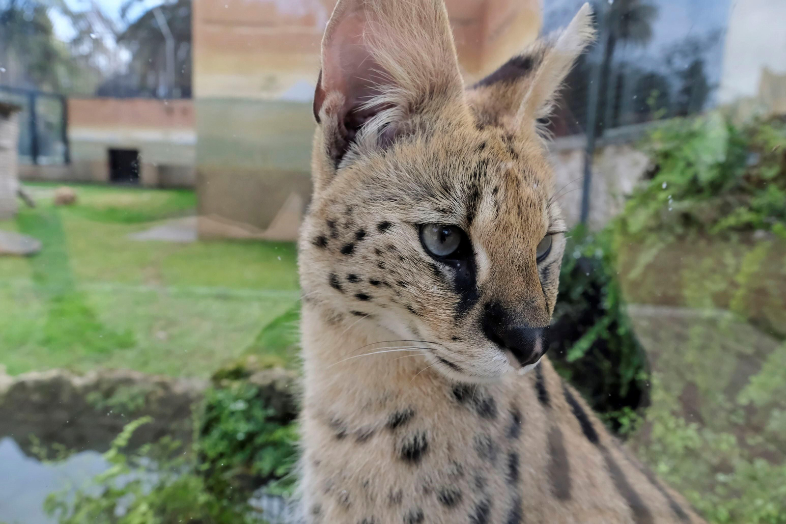 El serval recuperado en el Zoo de Córdoba, en imágenes