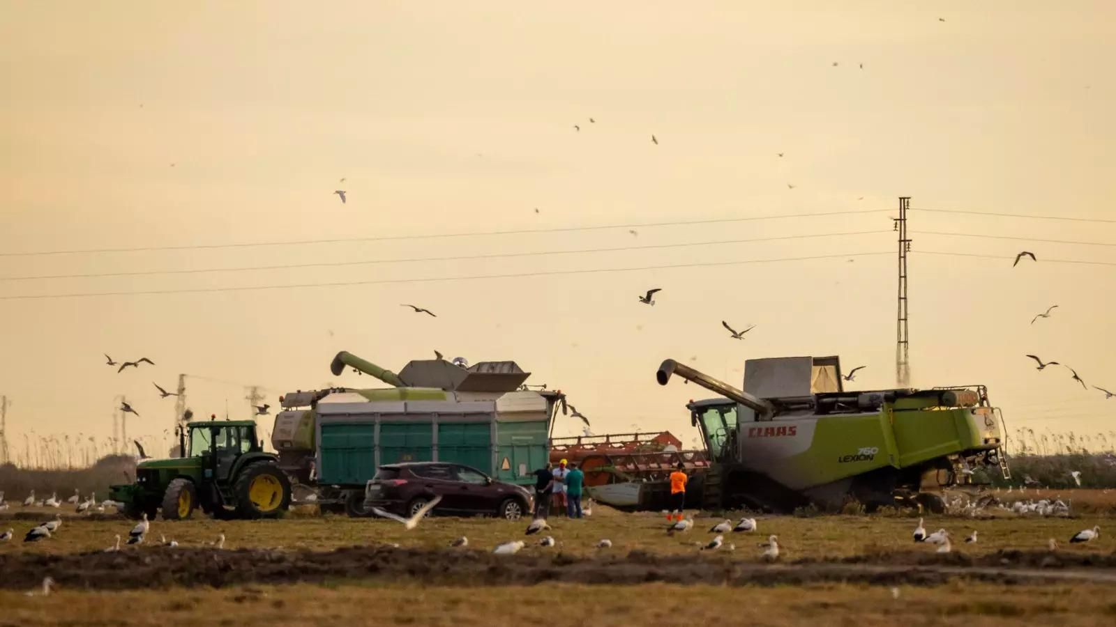 Imagen de la campaña de siega del arroz en el Bajo Guadalquivir.