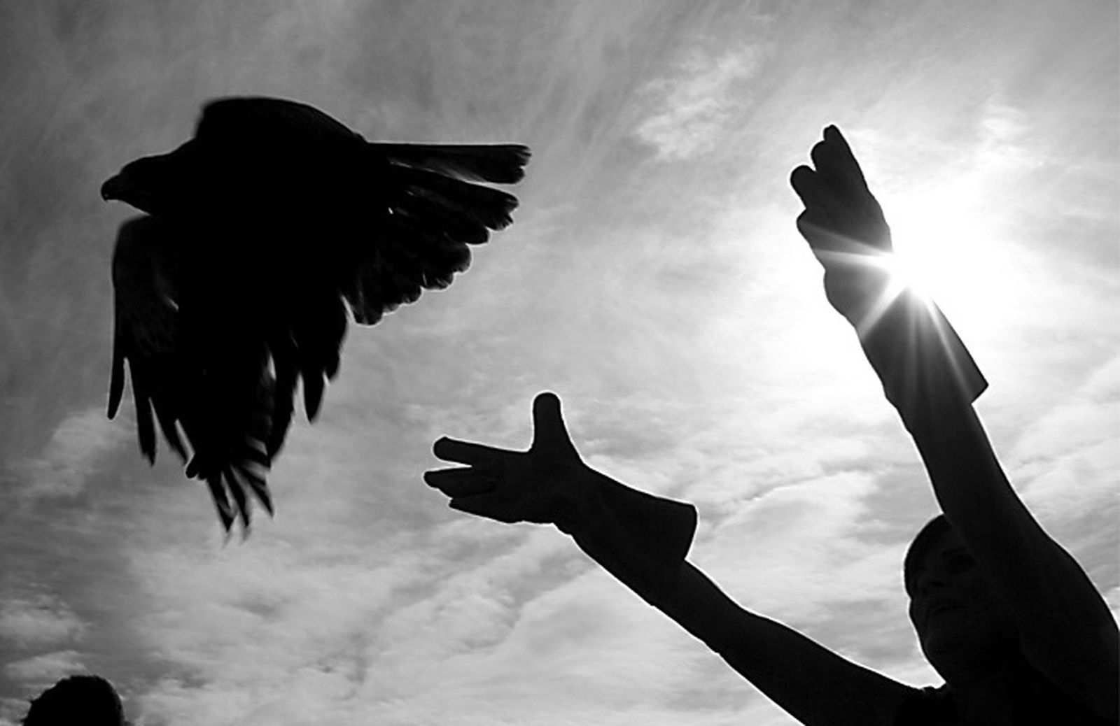 Imagen de archivo de una suelta de aves rapaces.