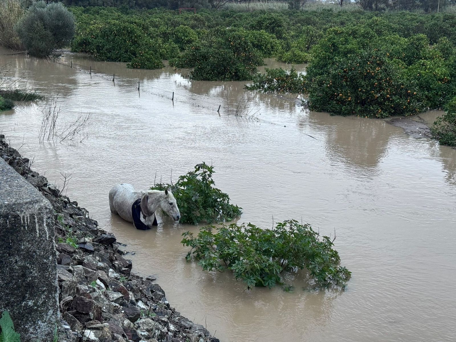 Un caballo que luego fue rescatado.