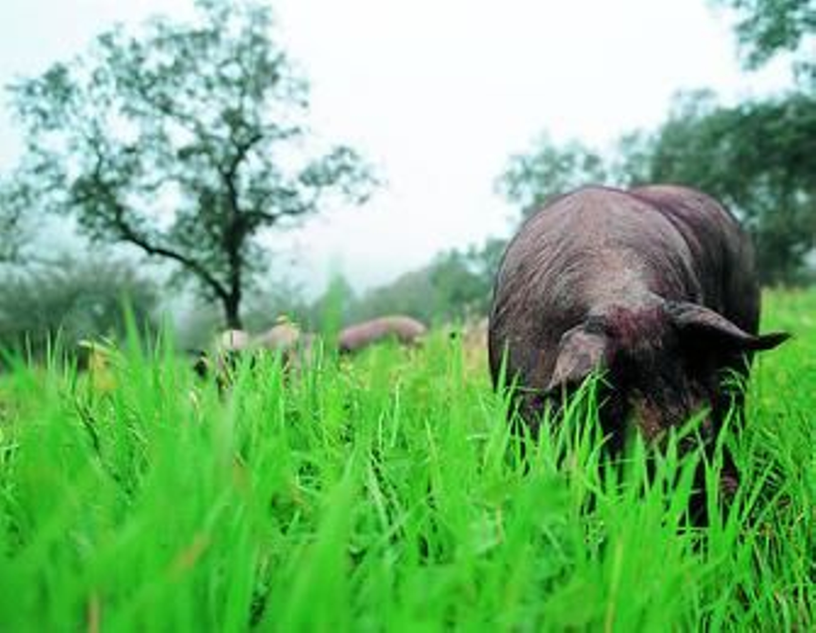 Los cerdos ibéricos ahora deben presentar su 'DNI'
