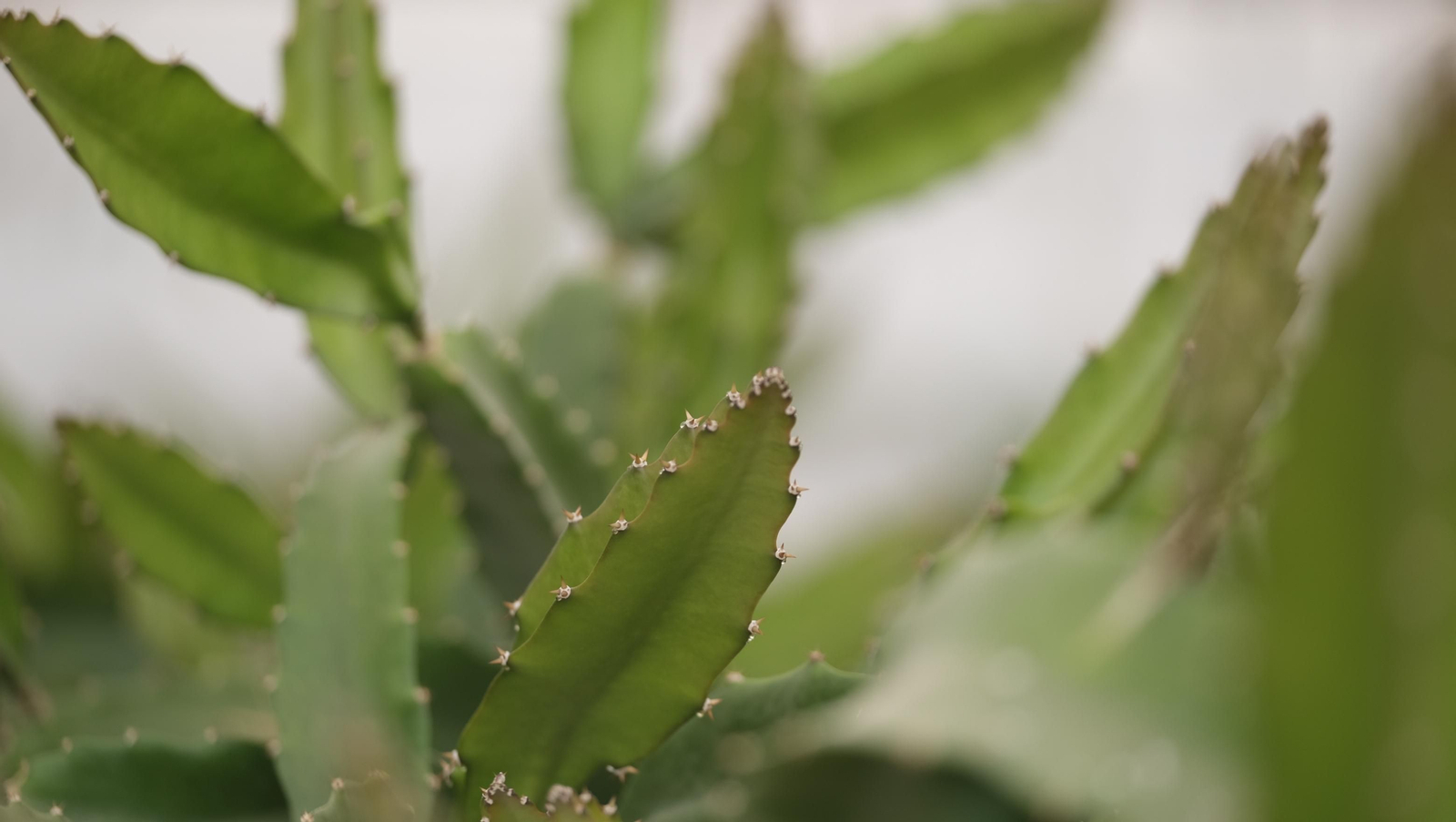 Imágenes del Foro Datagri en Las Palmerillas Cajamar