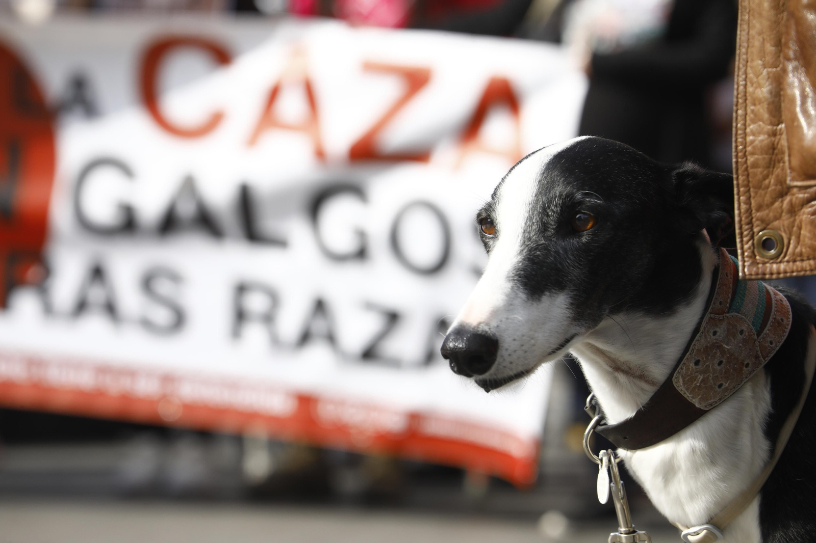La protesta en Córdoba contra el uso de perros en la caza, en fotografías