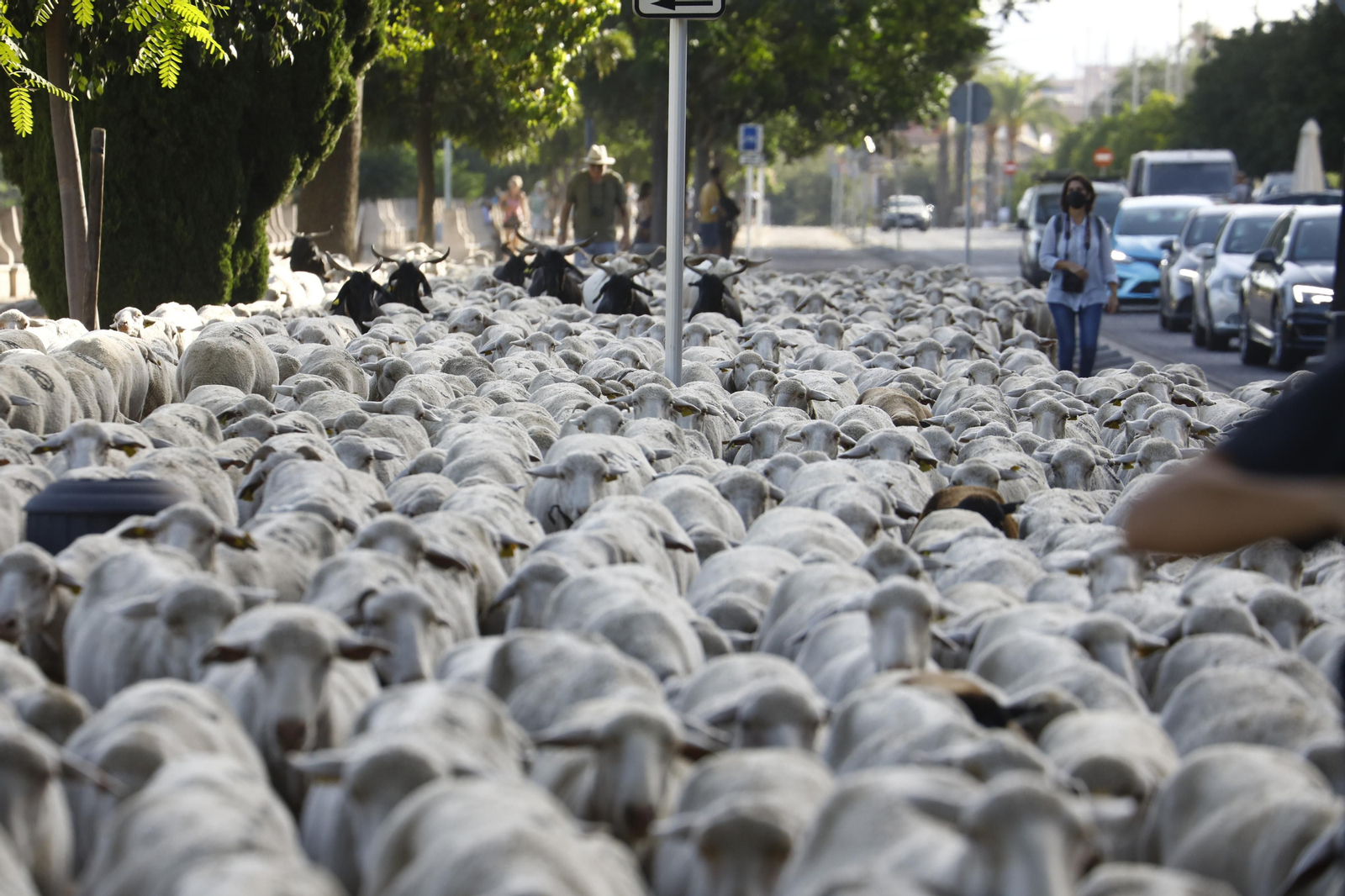 El paso de las ovejas de la ganadería Las Albaidas por Cordoba, en imágenes