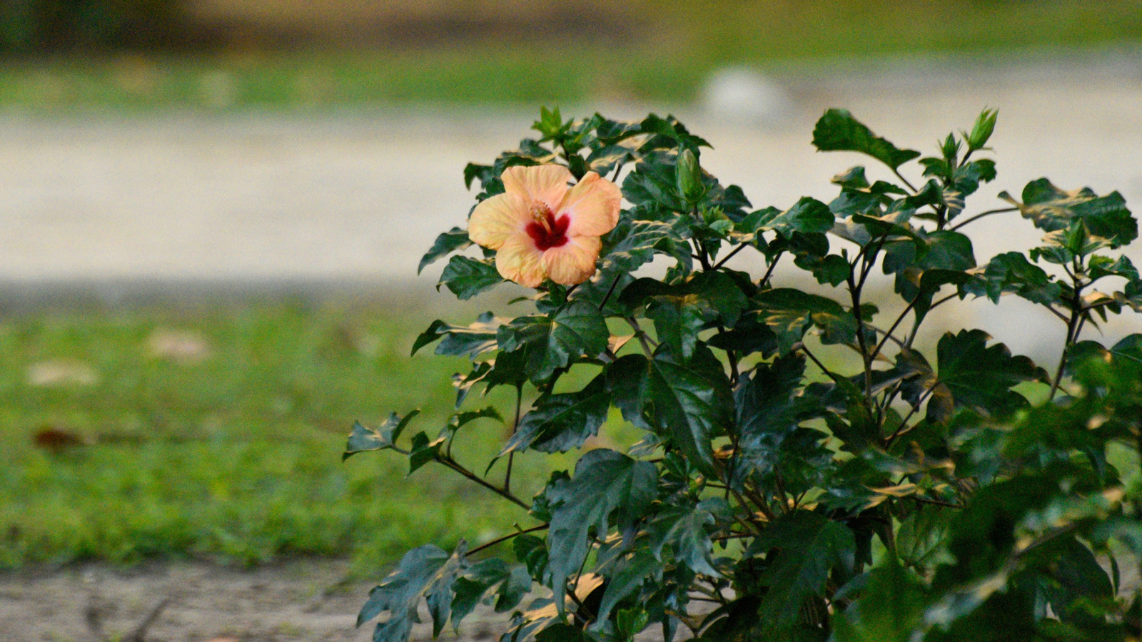 Las fotos de los Jardines Socco en La Línea