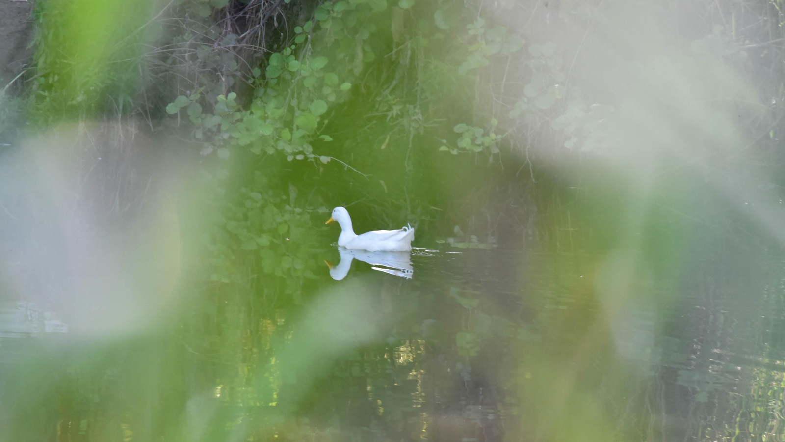 Ruta en kayak por El Palmones