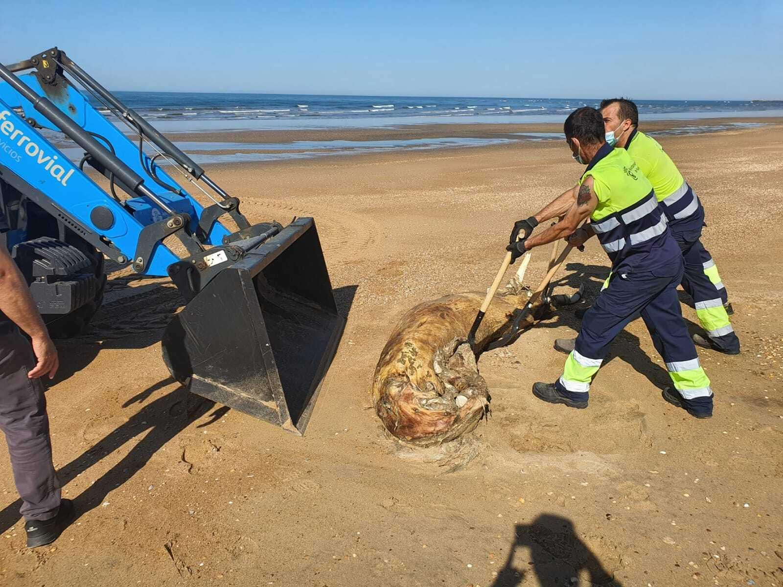 Trabajadores municipales retiran los restos del animal.