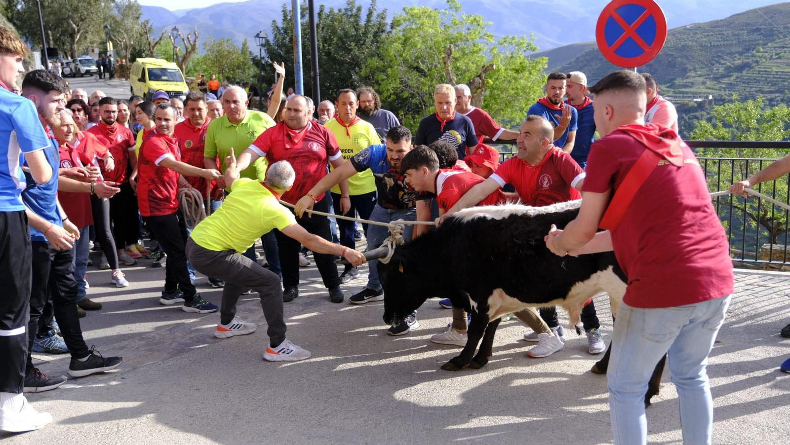 Toro ensogado en Ohanes.