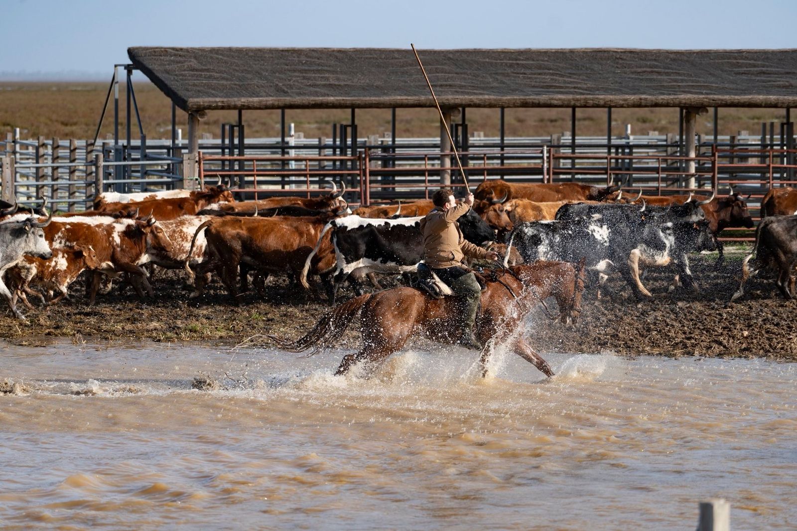 Ganaderos de Almonte.