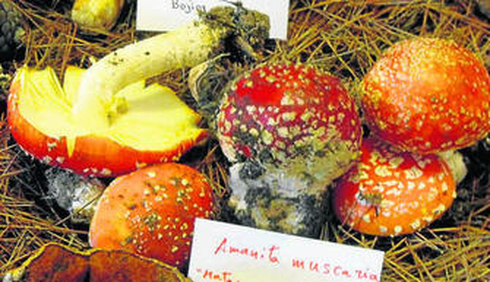 La Asociación 'Micovélez' celebra sus segundas Jornadas Micológicas