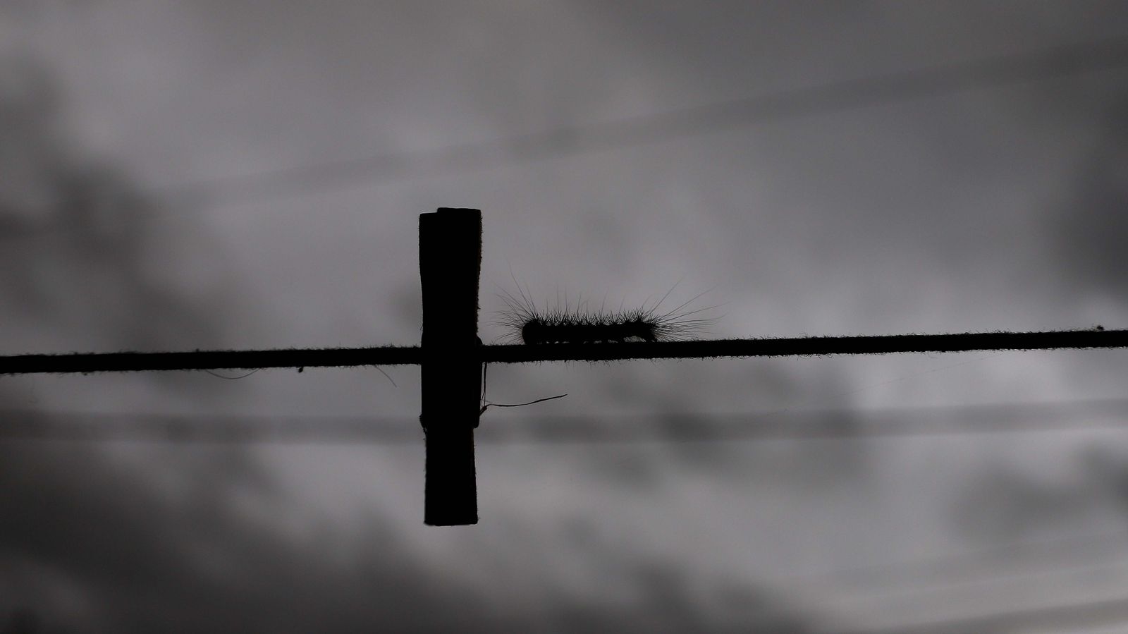 Un ejemplar de 'Lagarta Peluda' pasea por las cuerdas de un tendedero en la barriada de Pelayo