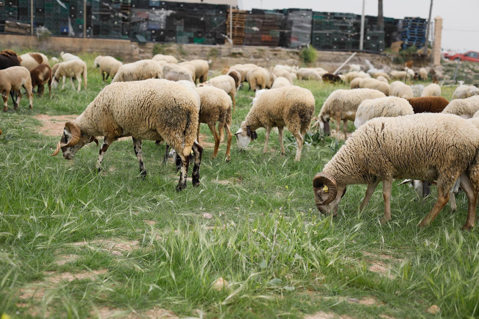 Galería de la Feria  de ganado en Tarambana