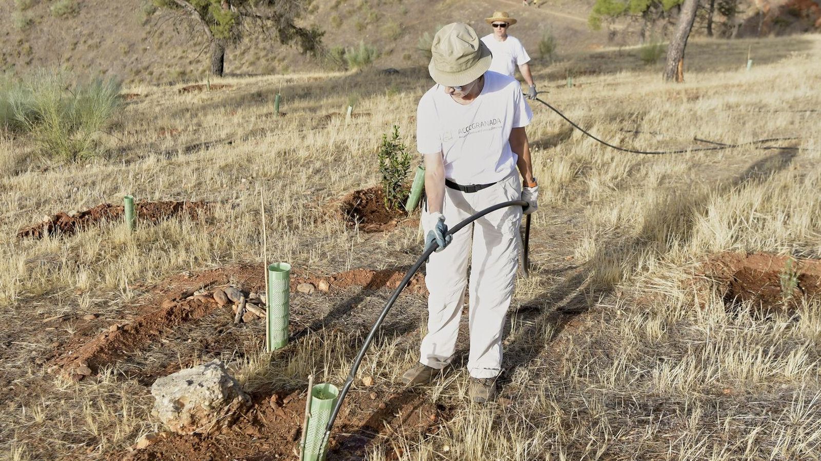 Dos voluntarios cuidan un árbol replantado Dos voluntarios cuidan un árbol replantado
